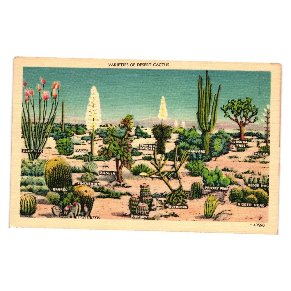 Vintage Desert Cactus Varieties Postcard 1942 Published Herz San Diego USA Nice
